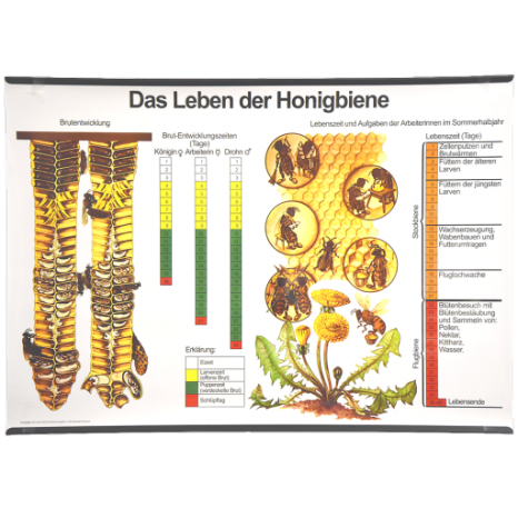 12332-Lehrtafel-Das-Leben-der-Honigbiene.png